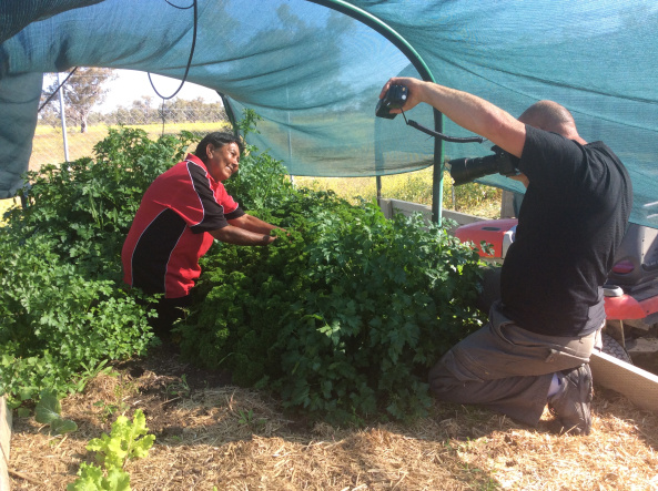 Walgett Aboriginal Medical Service Co-op Ltd Sophia Byers Community Market Gardens